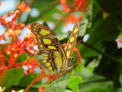 Safflower yellow black butterfly
